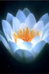 flower-of-light3