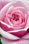 pink-rose-400x240