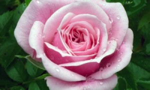 pink-rose-400x240
